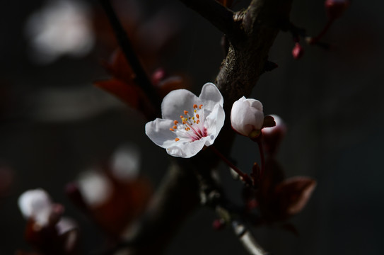 杏花