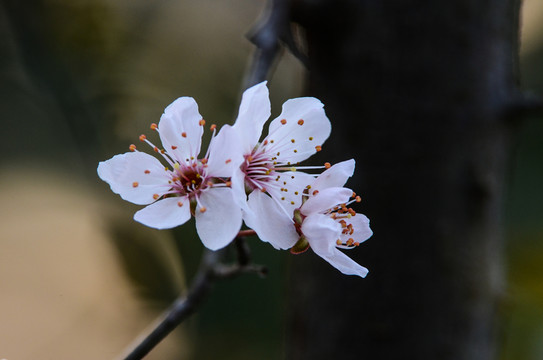 杏花