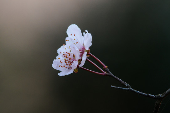 杏花
