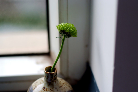 盆栽 綠植 盆景 植物 草 花