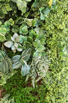 綠色植物墻