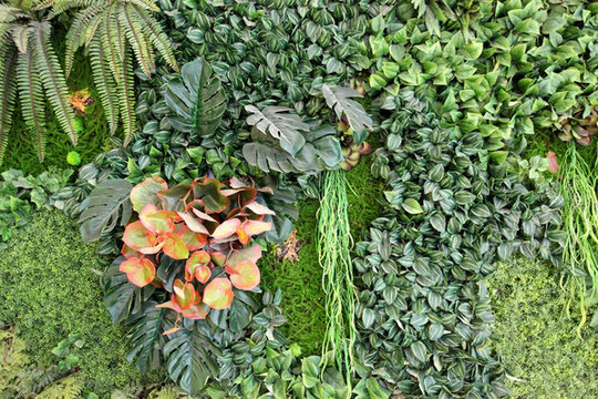 綠色植物墻