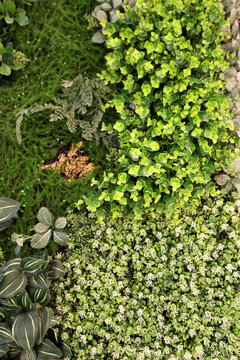 綠色植物墻 植物墻 花卉墻