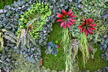 綠色植物墻