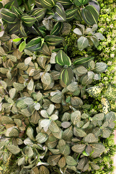 綠色植物墻 植物墻 花卉墻