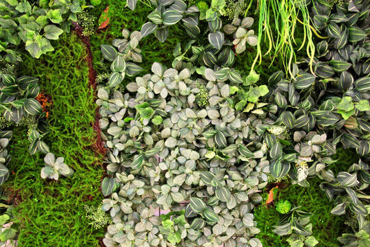 綠色植物墻