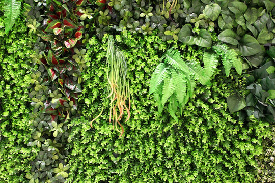 綠色植物墻