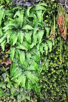 綠色植物墻 植物墻 花卉墻