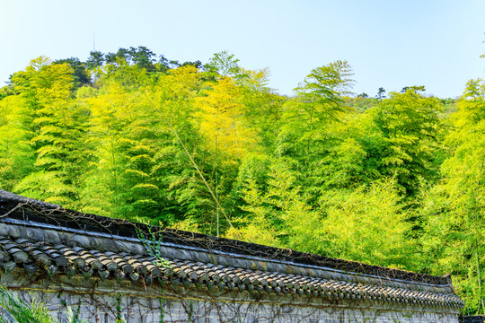 圍墻內(nèi)竹林
