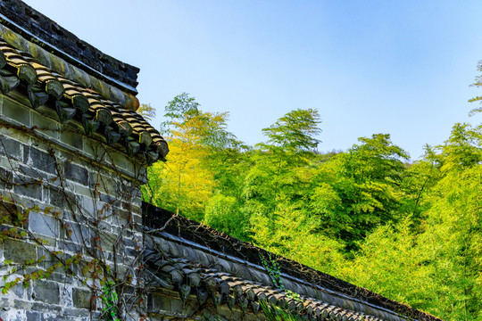 竹林圍墻 藍(lán)天 圍墻內(nèi)竹林