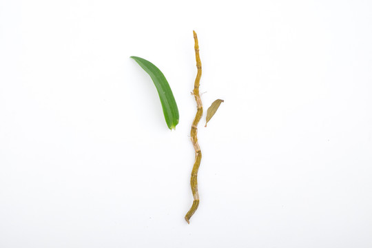 鐵皮石斛干條烤條