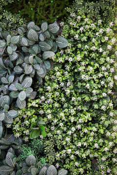 綠色植物墻 植物墻 花卉墻