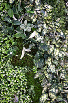 綠色植物墻 植物墻 花卉墻