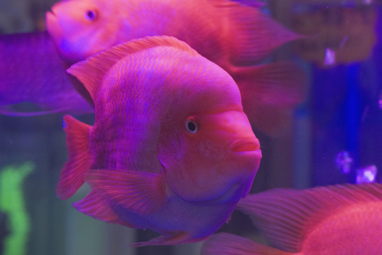 觀賞魚
