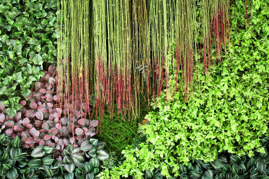 綠色植物墻 植物墻 花卉墻