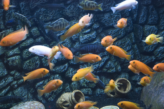 觀賞魚