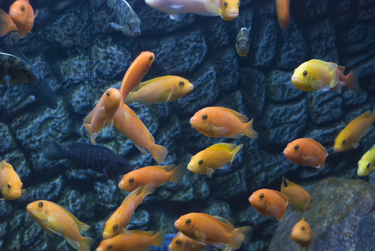 觀賞魚(yú)