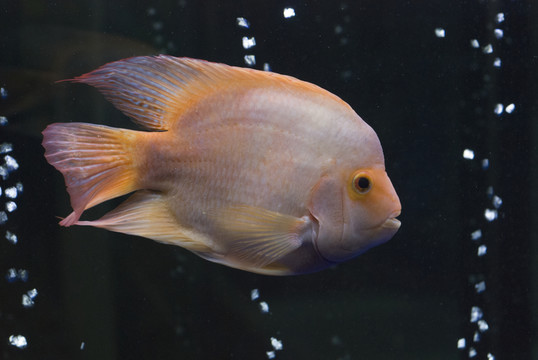 紅魔鬼魚
