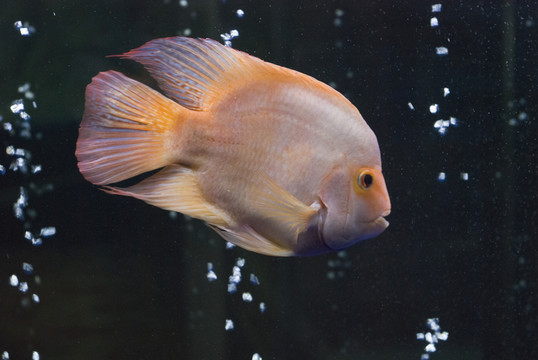 紅魔鬼魚