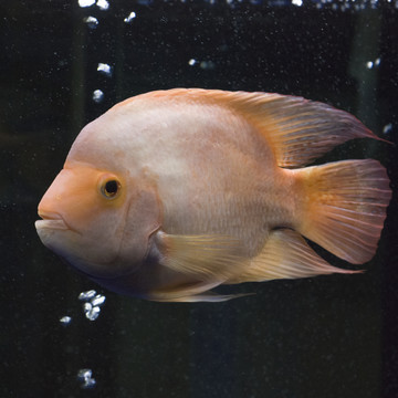 紅魔鬼魚