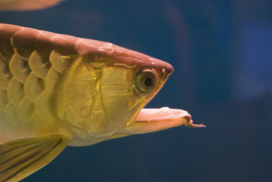 觀賞魚