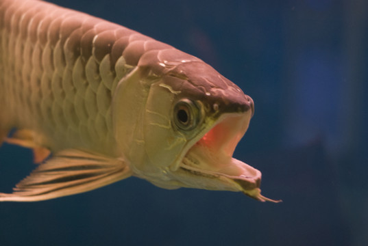 怪魚