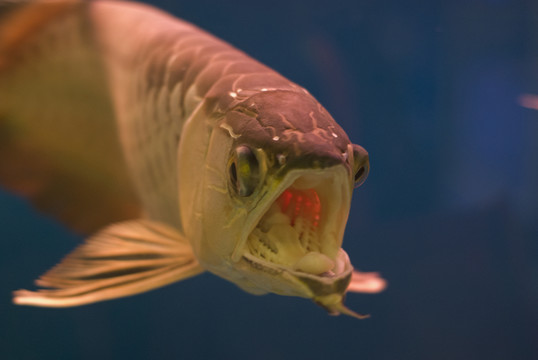 龍魚