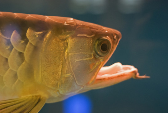 怪魚
