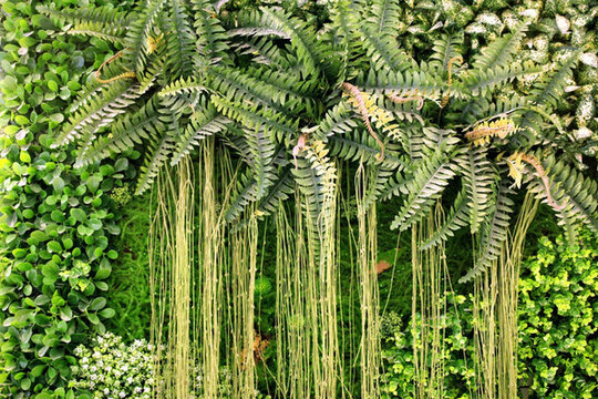 綠色植物墻 植物墻 花卉墻
