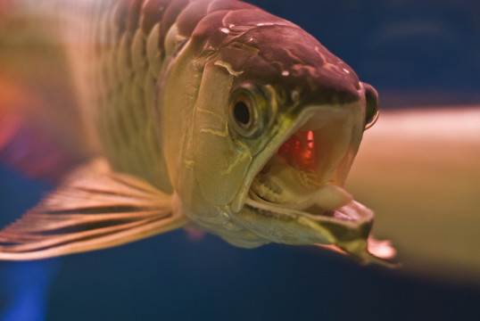龍魚