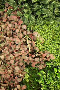 綠色植物墻 植物墻