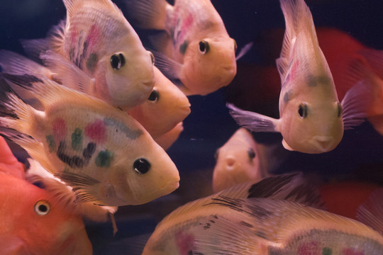 觀賞魚