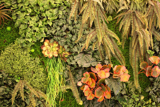 綠色植物墻 植物墻