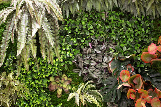 綠色植物墻 植物墻