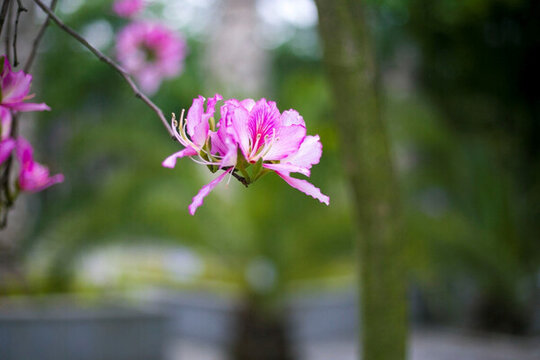 紫荊花