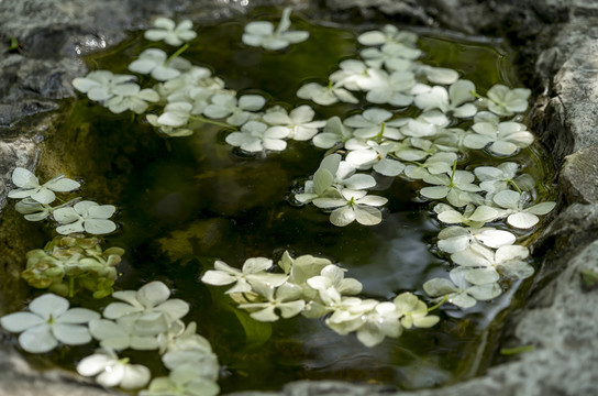 落花