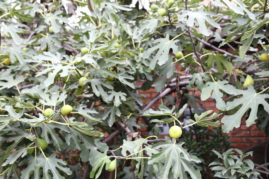 無花果樹