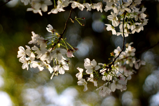 櫻花