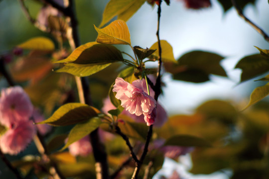 櫻花