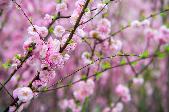 桃花