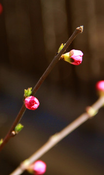 鮮花