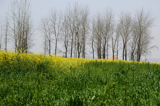 油菜花