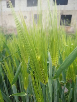 小麥 麥子