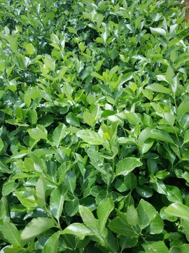 植物墻 綠化帶