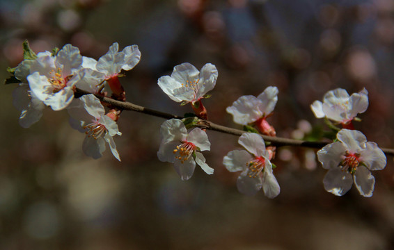 鮮花