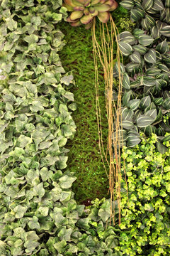 綠色植物墻 植物墻