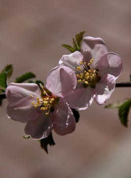 鮮花