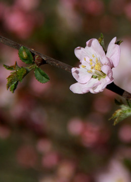 鮮花