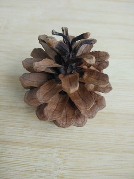 松子 松果 松樹(shù) 果實(shí) 素材