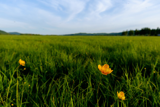 金蓮花
